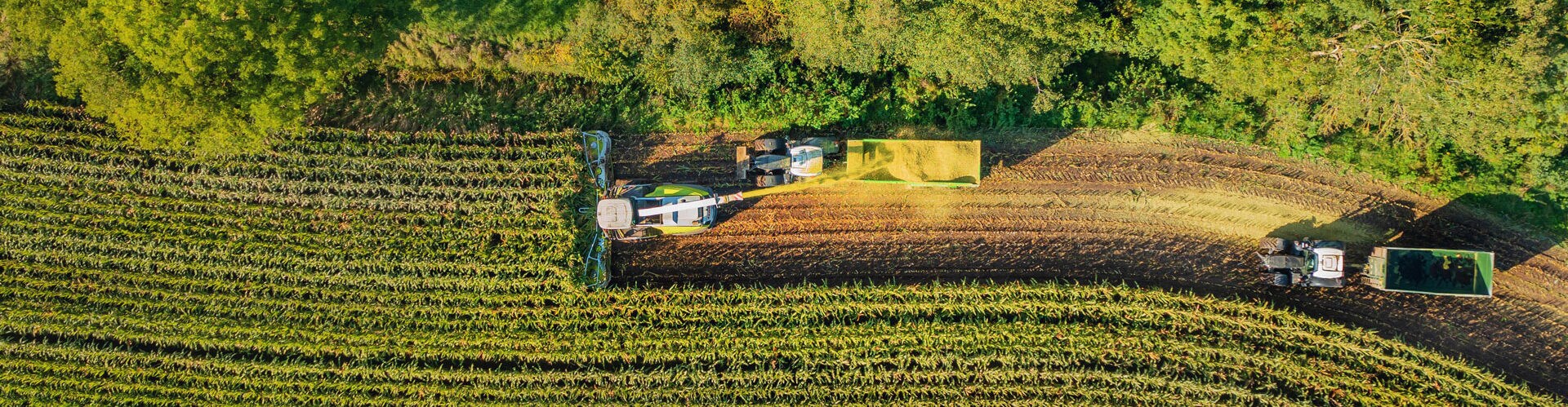 maíz siendo cosechado en el campo